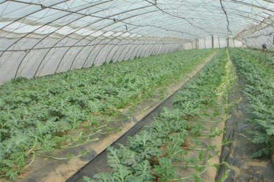 移栽后的西瓜苗怎么管理，追施钙肥可促进根系发育