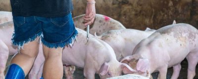 后备母猪如何注射疫苗，不同疫苗的注射时间不同