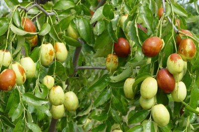 枣树锈病是什么原因导致的，湿度大的时期夏孢子会萌发侵入叶片导致发病