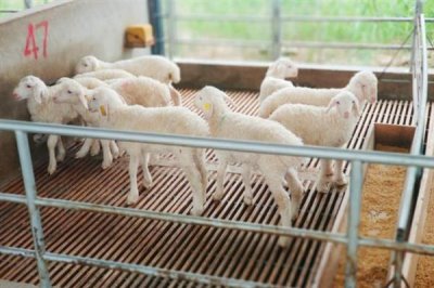 小羊的养殖注意事项，对于小羊一定要不惊吓