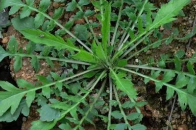 谷雨时节的习俗，采茶正值适期