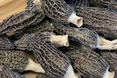 农村珍稀食用菌品种，这5种发展前景一片大好
