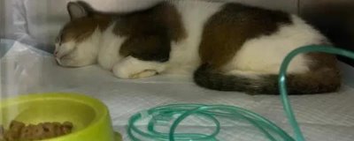 猫咪慢性肝炎是什么,是肝脏长期发炎的形成的一种病症