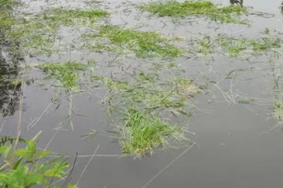 鲫鱼怎么养殖才能长得快，鱼苗长到15厘米以后需补充蛋白质