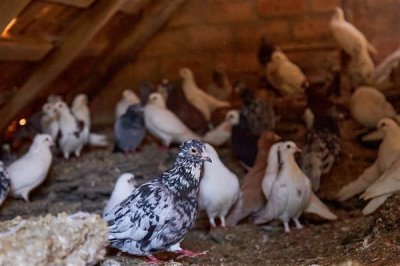 斑鸠的养殖前景，市场需求一直在稳定上升