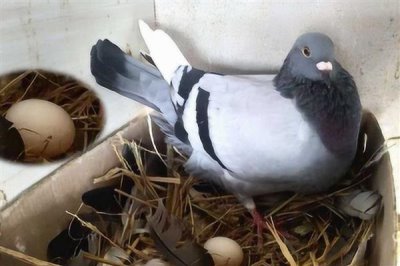 鸽子避光法的意思,是指人为减少光照强度