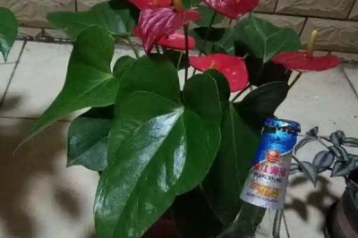 啤酒能浇花吗，稀释后可以浇花