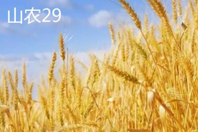 东北小麦的主产区在哪,包含黑龙江、吉林、辽宁等地区