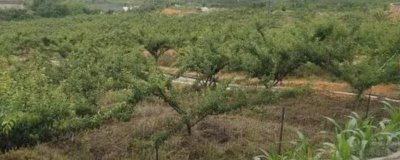 种李子用什么土比较好，用黑土比较好