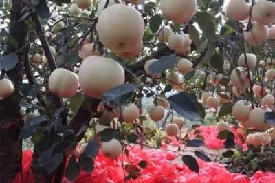 苹果高产园怎么施肥用药，萌芽至开花前第一遍用药