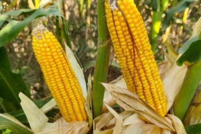 恒科22玉米品种简介，适宜播期4月下旬至5月上旬