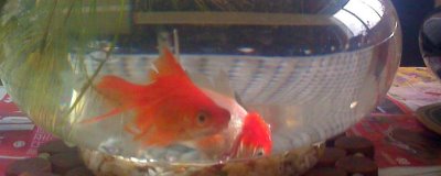 用鱼缸养金鱼的适宜水位，俯视金鱼的适宜水位为10-25厘米