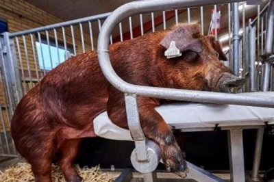 养猪防疫表，不同用途的猪种的防疫方式不同