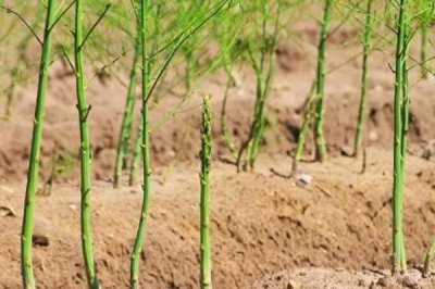 芦笋种子的催芽方式,需要先进行浸泡