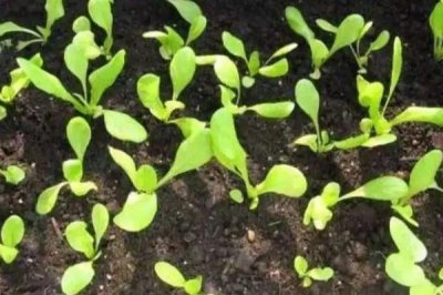 幼苗带帽的原因,双子叶的植物幼苗容易发生