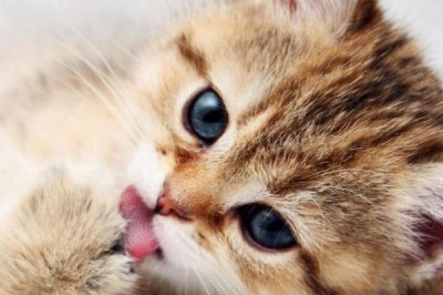 猫咪为什么会吐毛球,通过消化道难排出体外所以会吐出来