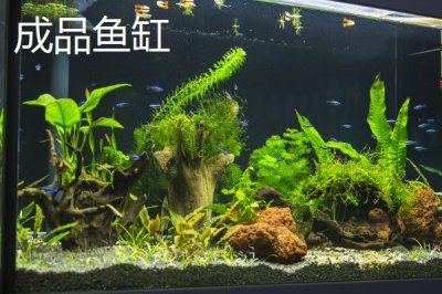 成品鱼缸与裸缸对比,二者各有优点