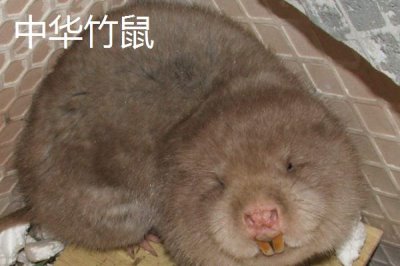 竹鼠一年可以生多少胎，通常可产下2-4胎
