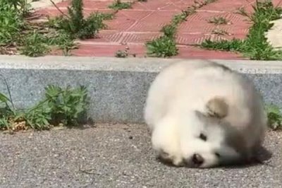 小狗出生几天就会走路,一个月左右的时候便会走路