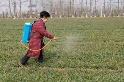 世玛小麦除草剂使用注意事项,除草剂通常要在冬前使用