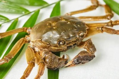 养殖的螃蟹吃什么，可以喂食天然性饵料、人工动物性饵料等