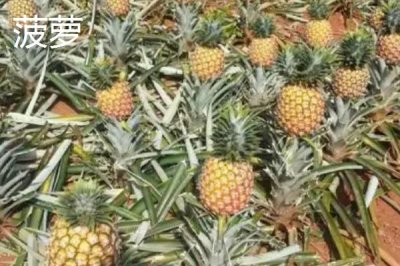 菠萝与菠萝蜜有什么区别,菠萝属于凤梨科、菠萝蜜属于桑科