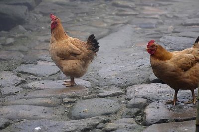 为什么鸡不知道躲雨,是因为鸡要借助淋雨代替排汗
