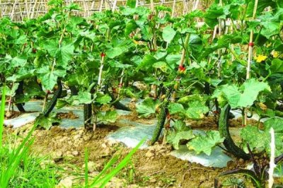 让黄瓜连续结瓜的方法,首先保证蔓子长势必须要健壮