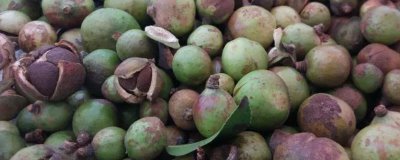 茶籽的价格，新鲜茶籽的批发价为8-12元左右/斤