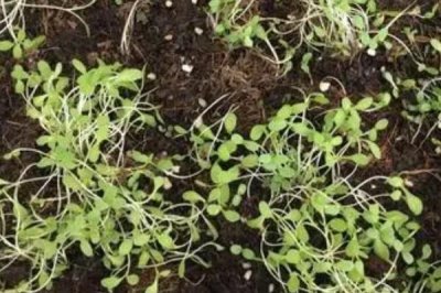 油麦菜的种植时间,一年四季可大棚种植