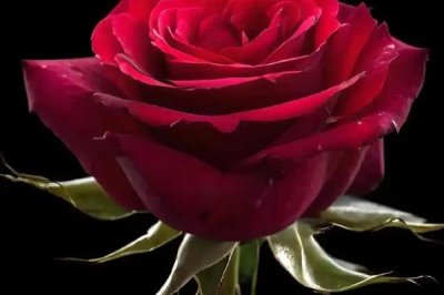 红玫瑰2朵一般送给谁，通常送给恋人