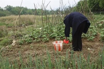 什么花适合用酵素浇，常见的有杜鹃花、秋海棠等