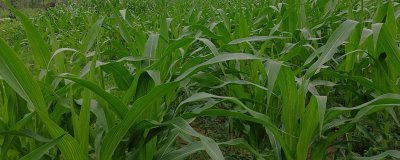 陕单816玉米种子介绍，高抗瘤黑粉病