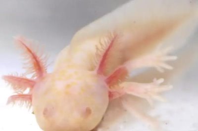 养六角龙鱼要注意什么,在22-26℃之间水中生长为佳