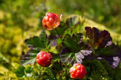 云莓的价格,最高卖到200元一斤