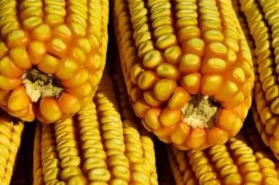 河里钓鱼用什么饵料好,需要考虑到天气和温度因素