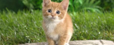 猫咪为何一直蹭人还叫唤,可能是正在发情等原因所导致