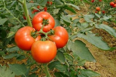 选择番茄品种的原则,抗病丰产的品种更合适