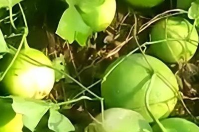 种植瓜蒌的前景,目前来看市场需求较大