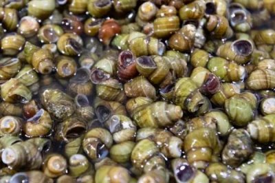 养殖的螃蟹吃什么，可以喂食天然性饵料、人工动物性饵料等