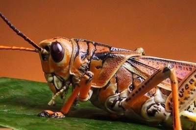 蝗虫是害虫还是益虫,是农业害虫