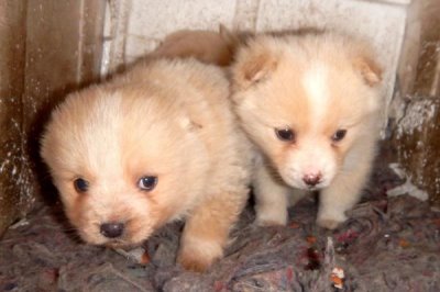 狗的启蒙教育包括哪些,包括基本行为规范训练