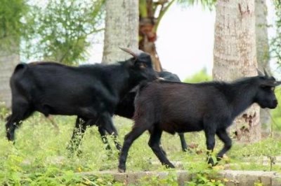 广东湛江的特产，吴川月饼在南宋时期便已开始制作