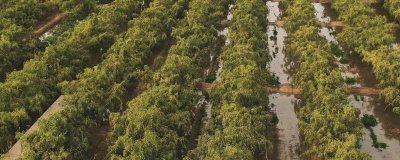 枣树怎么施肥,应根据生长时期确定肥料类型