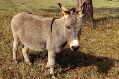 德州驴怎么育肥,一般育肥3-5个月