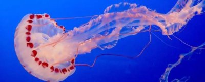 海蜇是什么,是一种无脊椎动物