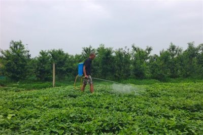 灭草松的防治对象,可灭杀苍耳、问荆、马齿苋等杂草