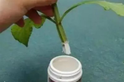 使用生根粉的方法,主要有浸泡、喷施、撒施等方式