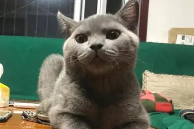 公猫打架应该怎么处理,需要及时制止