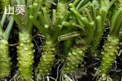 怎么种植芥末,可按照15厘米的株距进行条播